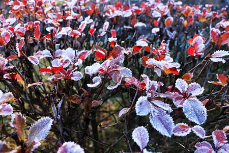 霜覆盖了秋叶和草地清晨冬底图片