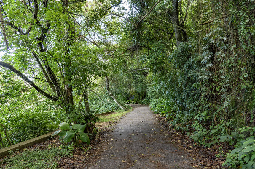 穿过里约热内卢乌尔卡附近雨林树木图片