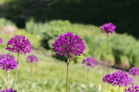 带有紫花的观赏洋葱美丽鲜花美丽图片