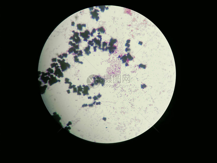 通过光显微镜获得的Esherichia大肠杆菌的图像用于任何pur图片