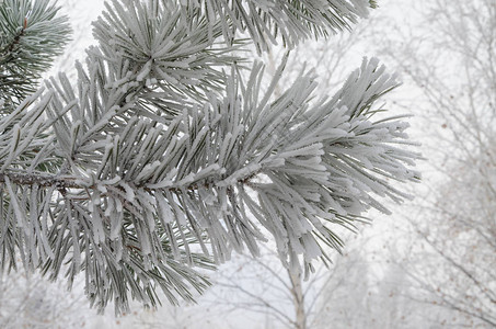 圣诞树枝在雪中和模糊图片