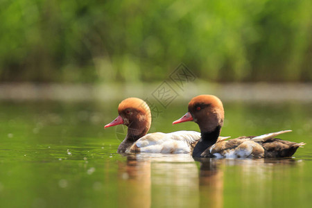 水禽在池塘中游动高清图片