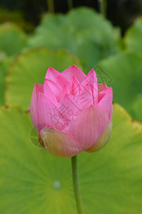 神圣的莲花芽拉丁名Nelumbonu图片