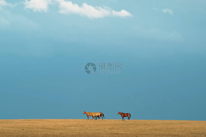 草原上的马一小群马在田野里图片
