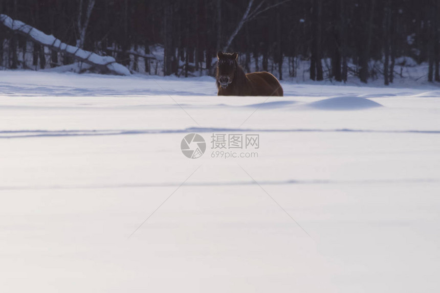 冬天的雅库特马在雪地里是雅图片