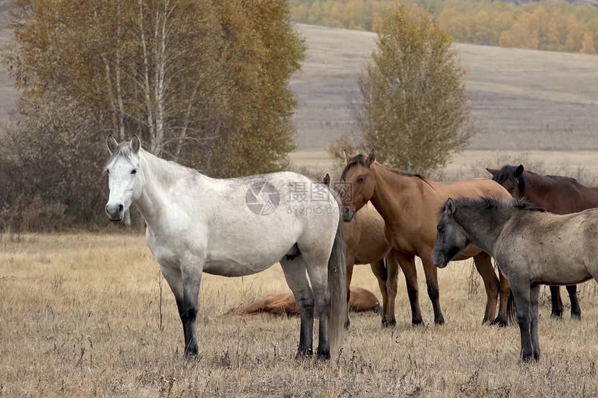 秋天的马群在牧场图片