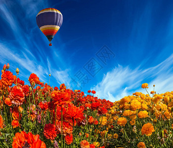 多色气球缓慢地飞过开阔的花园果酱田地农村和极端旅游概念浅圆云预示图片