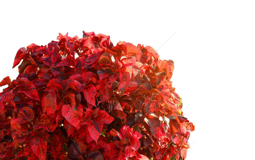 灌木红叶隔离观赏植物花园树五颜六色的红叶装饰在前院隔图片