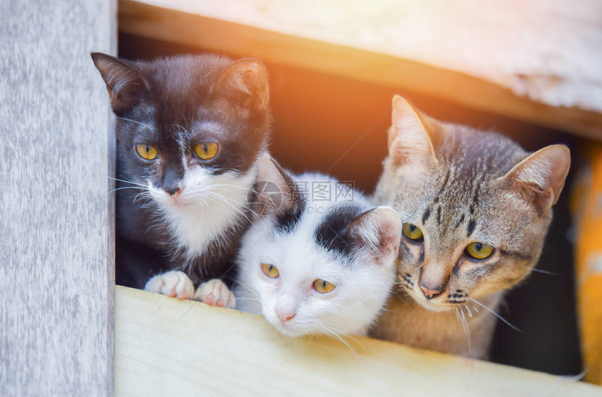 小猫可爱的猫三白色黑白虎斑猫兄弟多色小猫在窗口看外面亚洲泰国猫图片