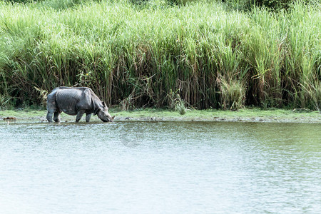 在尼泊尔奇旺公园也发现了幼年大独角犀牛图片