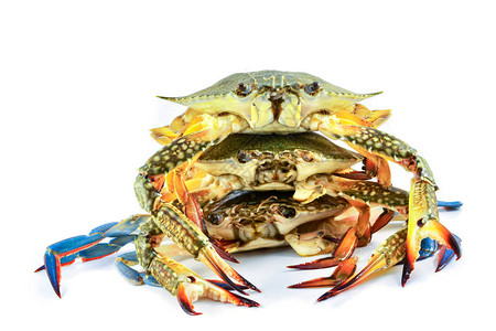 蟹肉海鲜新蟹在白色背景中分离生蟹准备烹饪海鲜图片
