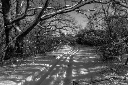 雪白冬季森林通道有深太阳和阴影图片