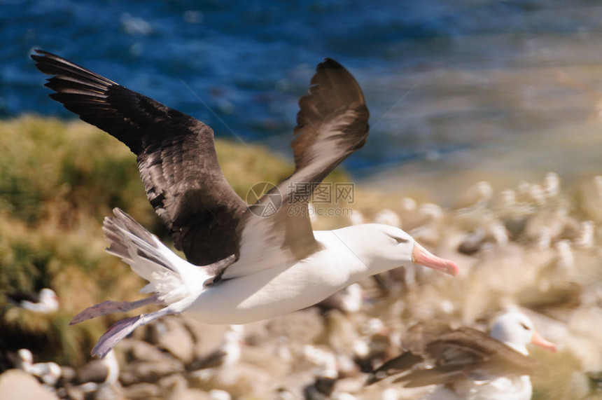 黑包信天翁在西点岛福克兰群岛的图片
