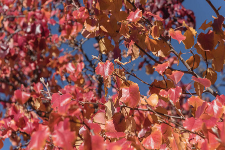 BradfordPearCallerypear叶子秋季美丽的图片