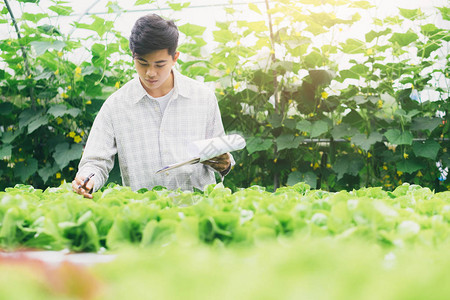 在农业中使用现代技术的智能农业年轻的农艺师农民撰写有机蔬菜质量报告技图片