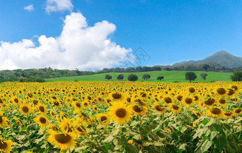 向日葵和山天空上的农场花图片