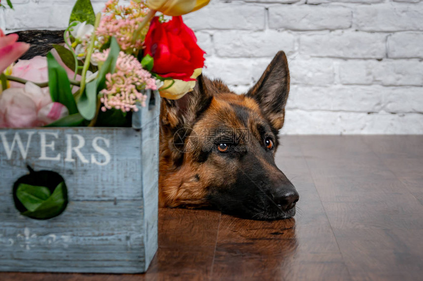 砖背景上格开朗活泼的狗带着一束鲜花的德国牧羊犬可爱的小脸工作室照片会议对会图片