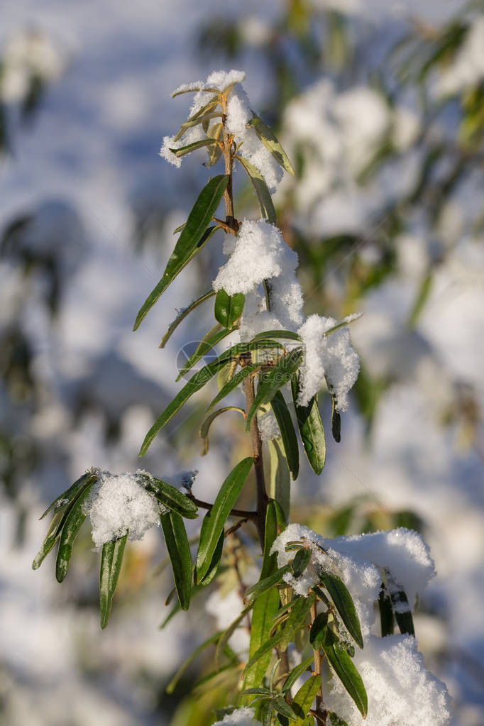 雪下有绿叶的沙棘树枝图片