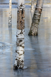 冬天解冻时公园里的桦树图片