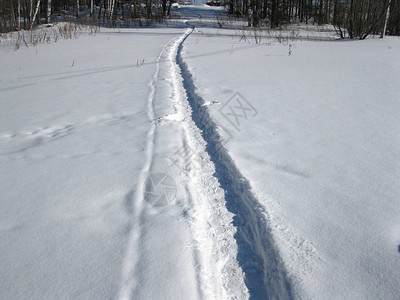 冬季雪覆盖森图片