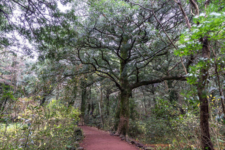 冬季拍摄的济州岛Bijarim森林步道森林是济州岛著名的自然地标图片