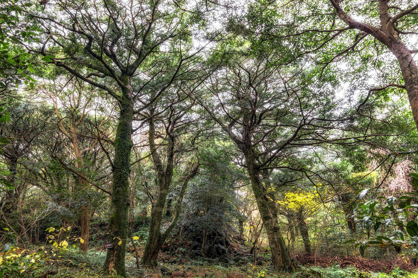 在冬季拍摄的济州岛Bijarim森林森林是济州岛著名的自然地标图片