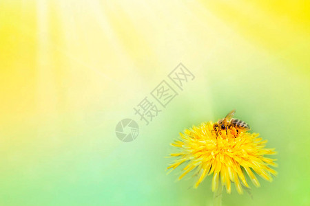 蜜蜂收集黄色花朵上的花粉图片