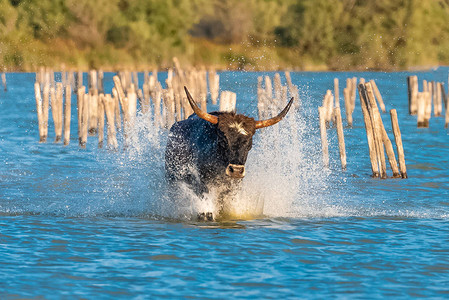 公牛在水中奔腾公牛在卡马格奔跑图片