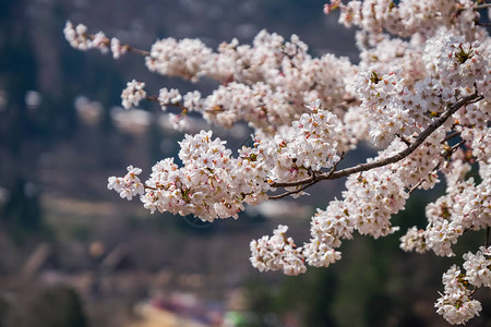 日本全盛季的樱花开近距背景图片