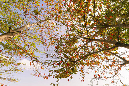 美丽的秋天留下背景的多彩背景图象图片