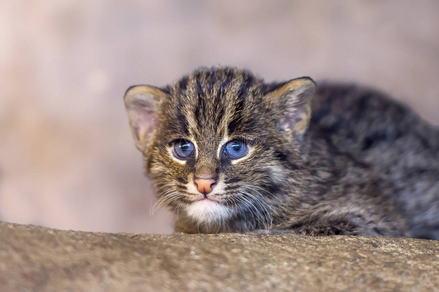幼小的钓鱼猫的眼睛在模糊的背景上婴儿皮奥鲁斯viverrinu图片