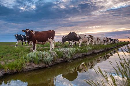 一群牛沿着运河在油炸泥滩上放牧图片