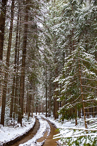 冬季雪林路图片