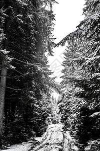 冬季雪林路图片