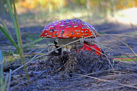 红蘑菇飞木耳野高清图片