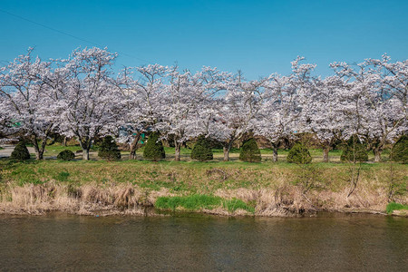 宫川蜜桔日本高山盛开的樱花背景