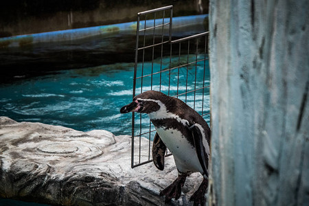 日本富山县高冈小城动物园的企鹅高清图片
