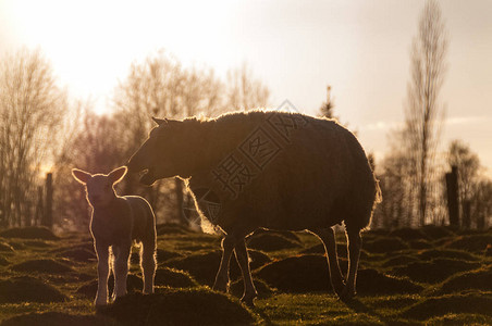 一只年轻的羔羊和它的母亲展示了与反光日图片