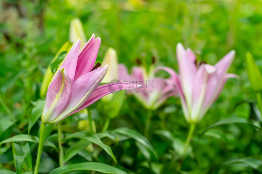 百合在自然背景的花园里图片