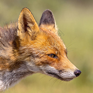 红色狐狸Vulpesvulpes肖像图片