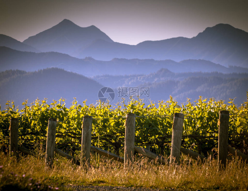 新西兰Marlborough地区日落时的葡萄园和图片