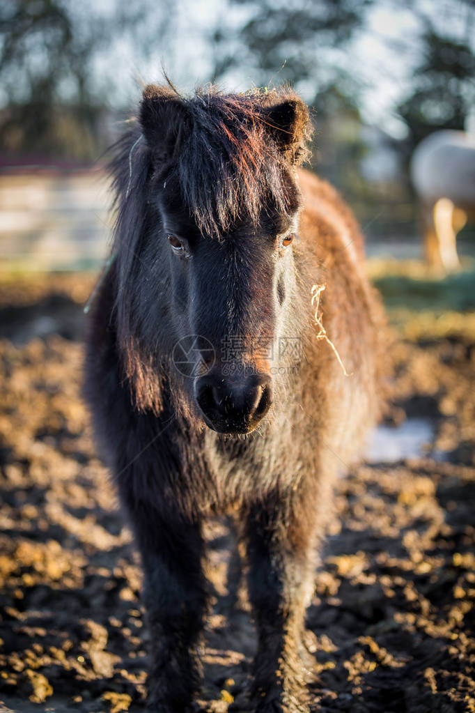 毛茸的小马站在犁过的田地里的肖像图片