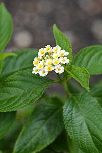 灌木马鞭草白花特写拉图片