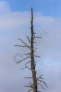 一棵不毛之树落在华盛顿图片