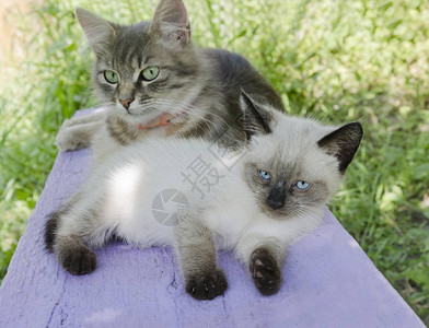 两只可爱的猫一只小猫和一只猫妈正在花园的长椅上睡觉图片