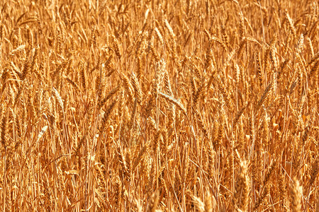 夏季末小麦田完全成熟自然照片丰图片