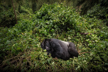 黑色大猩在绿色灌木丛中滑倒的风景图片