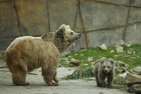 大棕熊在动物园露天笼子里和图片