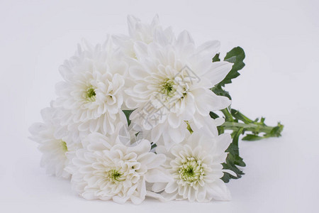 白色的菊花背景美丽的鲜花节日贺礼卡图片