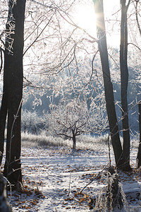冬天风景阳光明媚的清晨雪林图片